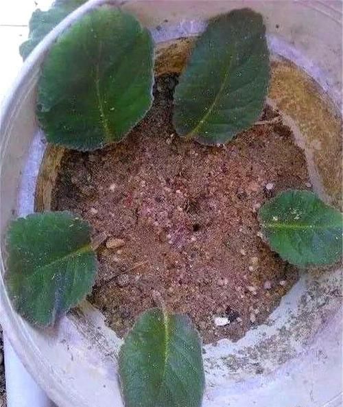  [天长]喜欢大岩桐不用买，一片叶子切3段，做好这8点，20天长出大白根