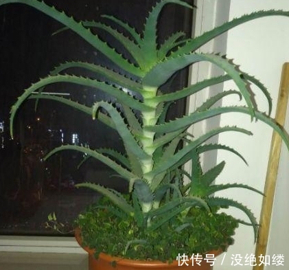 「养花」这种“盆栽”,身上全是“宝”,用它来养花,养一盆“爆”一盆!