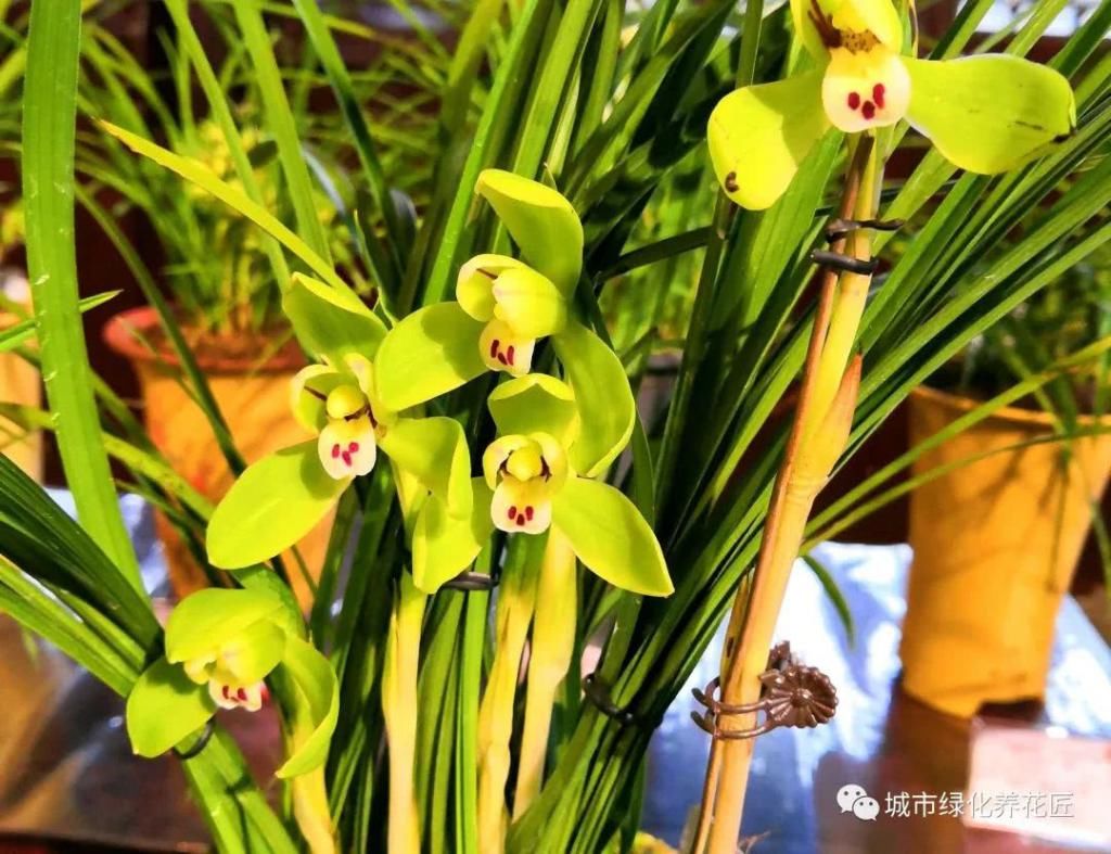  [焦尖]养没多久的兰花就发黑焦尖？不要瞎折腾，懒一点伺候熬过夏天