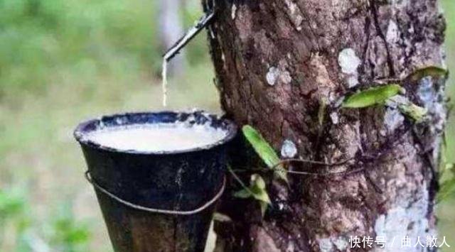 非洲有种树能“产奶”，喝奶比喝水容易，游客知道非洲人为啥懒
