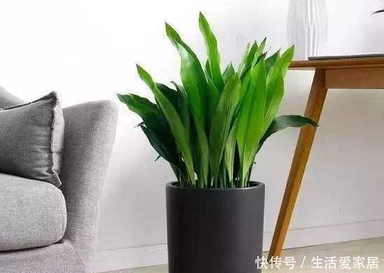  解决|夏天卫生间异味过重，感到要崩溃？盆栽上它，轻松解决困扰