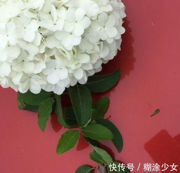 【绣球】1种“绣球树”,每年4月满树开花,1个花朵比脸大,一般人养不了