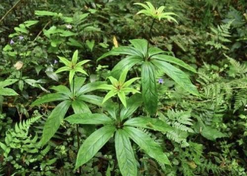  「随处可见」随处可见的“野草”，被称为“七叶莲”，看到也别拔，太珍贵！