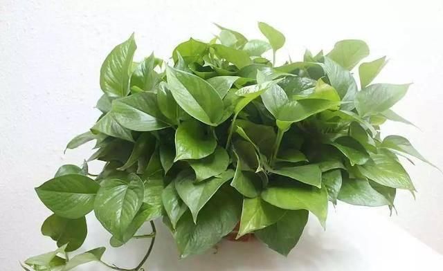  [红豆杉]家中常见的这6种花草都有毒！平时养护要小心