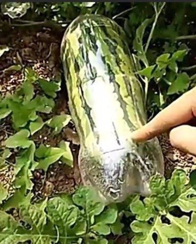  妻子：妻子在家闲来无聊，将可乐瓶套在西瓜上，一个月之后奇迹