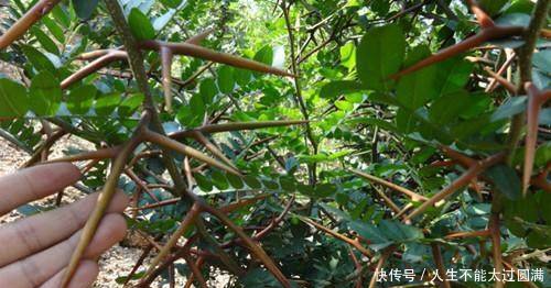 农村树上长得尖钉子农民都不敢碰，老中医却说它是好东西。