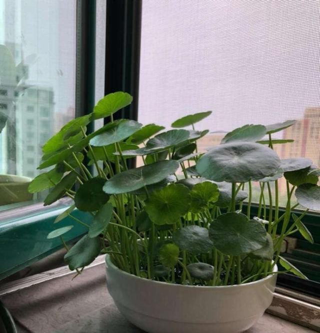 『特别』水培富贵竹,注意4点,绿油油特别茂盛,不黄叶根系壮,越长越旺