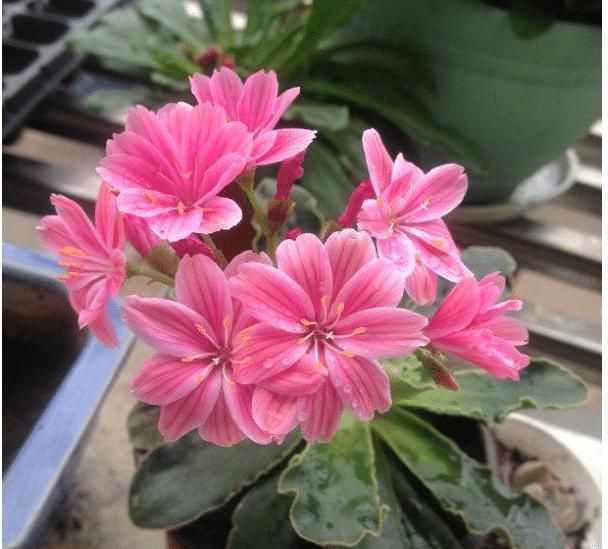 绿萝:绿萝吊兰已过时,这种盆栽花色绚丽,又好养,一年四季有花赏