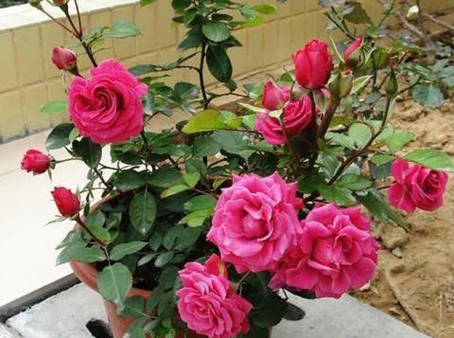 家里■家里有这“4种花”,4月多晒一晒,叶片绿、开花旺,植株抗性强!