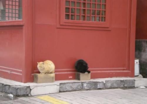 故宫中有上百只猫，个个都有工作，而且它们的待遇都很高！