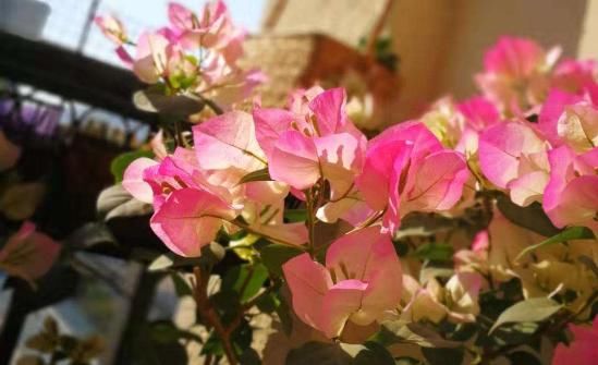  「栀子花」栀子花绣球，现在不能剪枝条，剪了一年不开花！