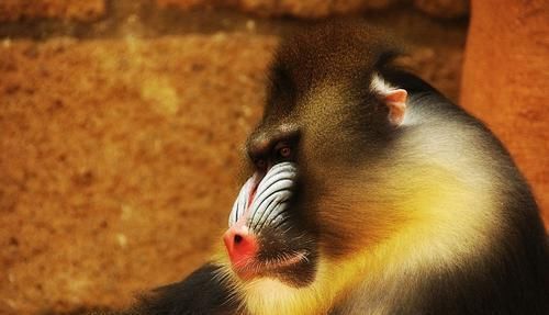 「强大」相貌诡异、犬齿奇长，灵长动物中战斗力强大的山魈却几乎只吃素食