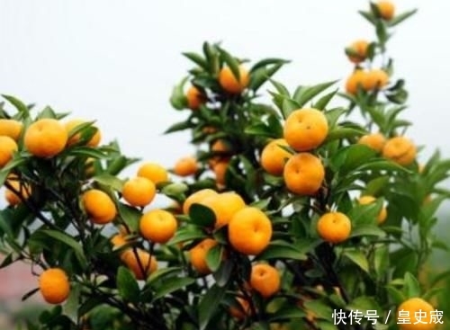  「上市」去年几毛1斤也滞销，如今收购价3.8元，果农却高兴不起