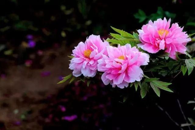 【花中】中国10大名花,哪个是你的最爱?