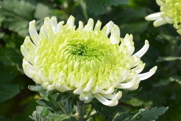  【白粉病】家庭最常见的花卉菊花，观赏价值极高，白粉病也很常见，不可轻心