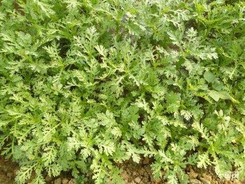  「不少」亩收3000斤，一年能采收3次，一斤卖8元，农民却不愿种