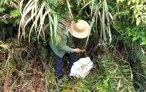 若有幸碰见这种野生物，请别踩它和挖走，价值不是一般高，要珍惜