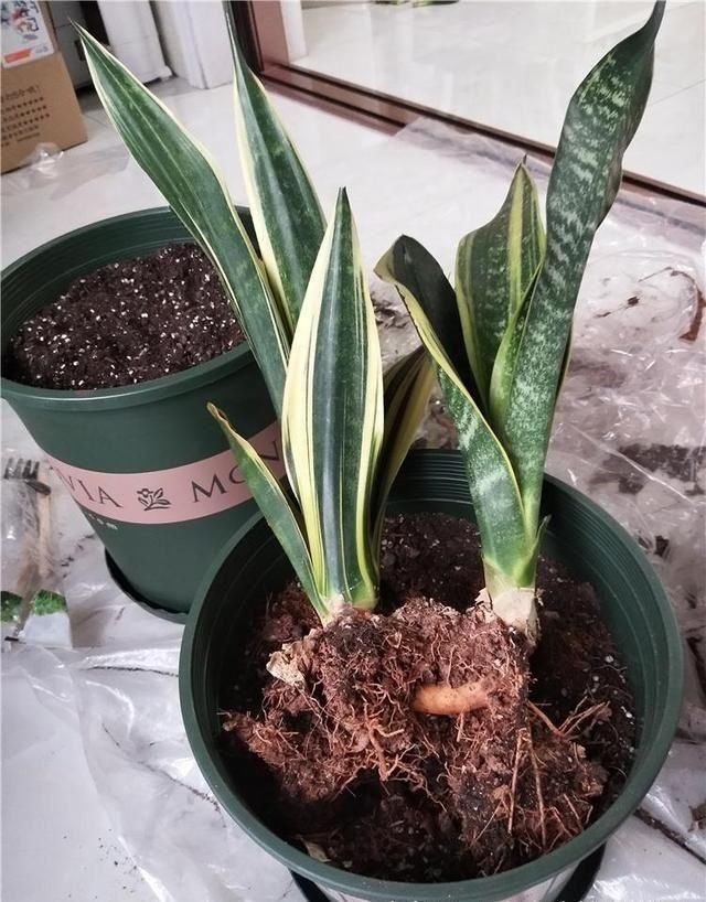  窜出■虎皮兰不冒“新芽”，注意几点，养2月“钢芽”窜出盆