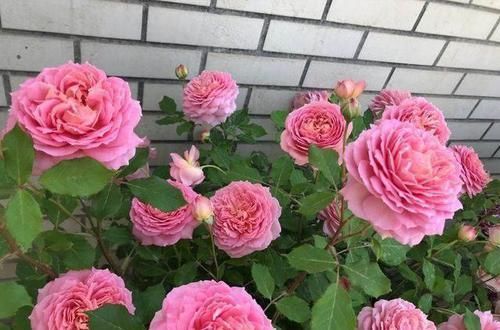  「药水」月季经常喷此药水，从来不得白粉病，花型艳丽，四季爆盆