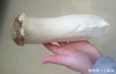 #餐桌上#买杏鲍菇时,选大的还是小的好?蔬菜贩子说漏了嘴,以后别瞎买