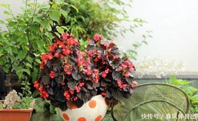 #适合#春天里,3种花最适合养护,外形优美花香浓郁,关键成活难度超低