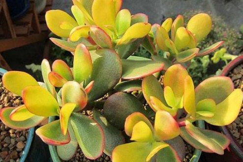  「艳丽」养花就养艳丽的，花朵小巧可爱，花色似胭脂，开花艳丽惹人爱，美