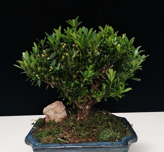 室雅何须大，案头一盆景，枝浓叶绿更喜人，拍照欣赏盆景佳作