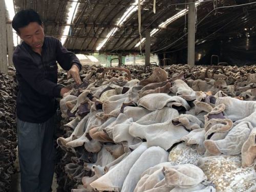 鱼台有养殖木耳的吗