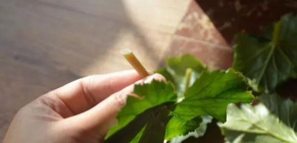  家里■这6种花,碰掉的叶片都能长出一盆,实在太好养,家里必须放一盆