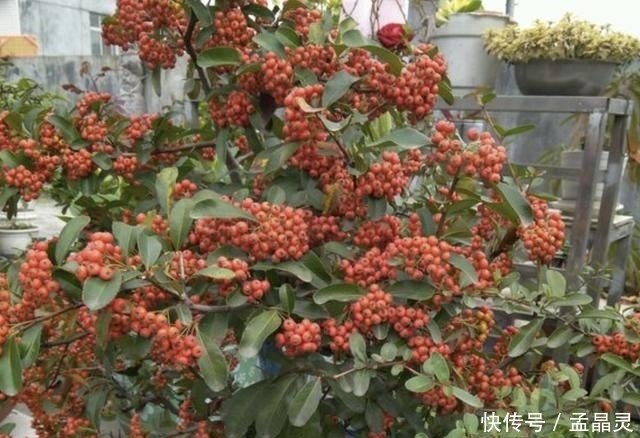 观赏价值:2020年,若是喜欢“观果树”,就养2种,3年后价值翻倍,挺值钱