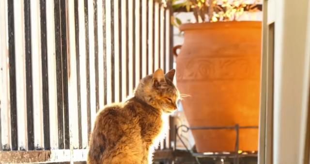  【奶奶】瘦弱老猫流浪多年，因一碗剩饭而“隐居”村庄，每天凌晨叫醒奶奶