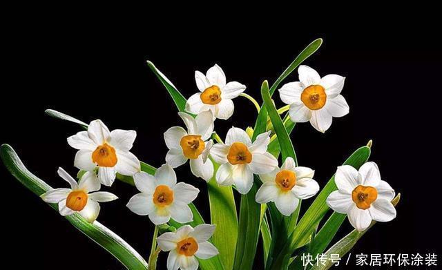  [家养]3种花适合家养，好养易活开花量大，花期长达半年，适合新手养护
