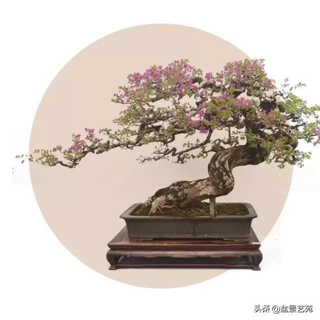  「成寸」盆景百态，缩地成寸
