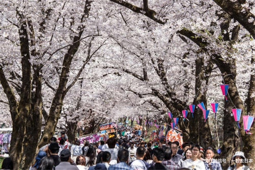 2019年樱花前线来袭！快来看最新樱花季预测！