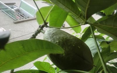  『发财树的种子』养了5年的发财树，才知道能开花能结果，还能长成小树苗！