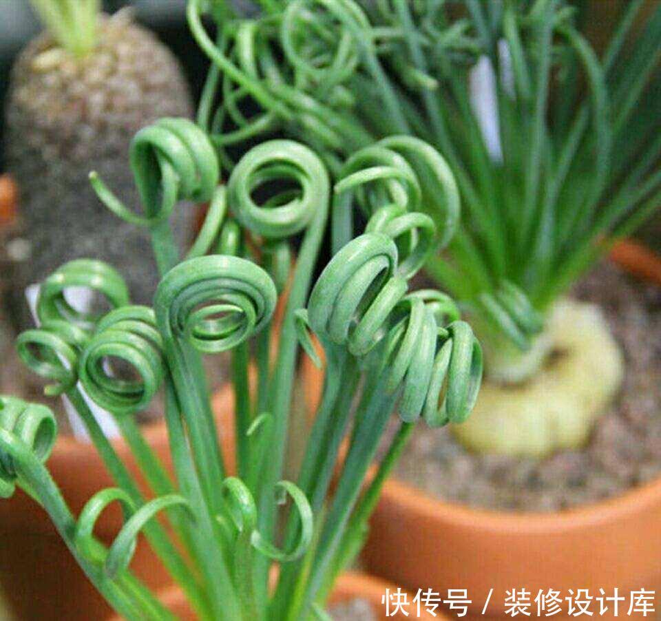  家里：家里养盆卷叶花，光照越强叶子越卷，真有趣