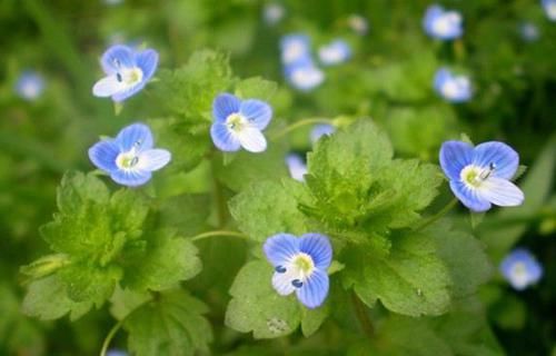 【优良】喜欢玫瑰,那就养”优良名菊“碧海英姿,花色鹅黄,赏心悦目!