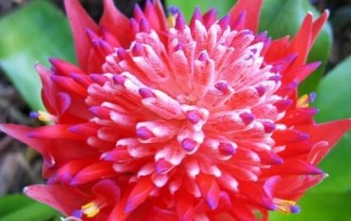 花卉盆栽@家养3种“凤梨花”,颜色艳、花朵大,一养就是10年,花开不间断