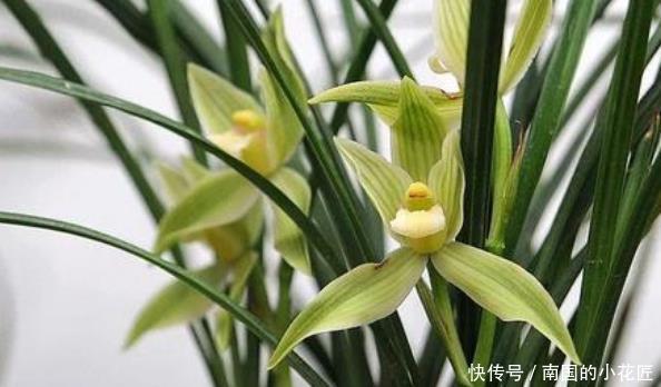 『绿翡翠兰花』春季养花,养盆花中精品“永远的艾帕索”,花开似美姬雍容华贵