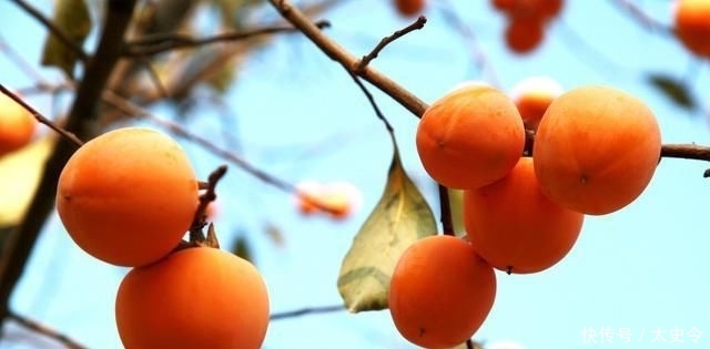  「树有」适合农村庭院种植的树有哪些？老农：这4种树，你最好不