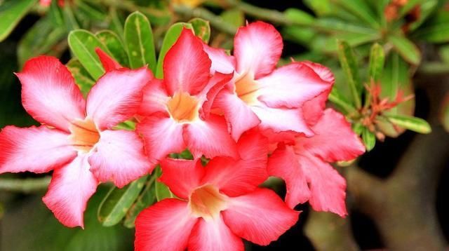  #花苞#这2种花太娇惯反而养不好,少浇水多晒太阳,花苞呼呼往外蹿