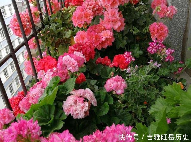  『旺盛』天气越冷，2种花开得越旺盛，放在窗台“开爆盆”，谁见都说好