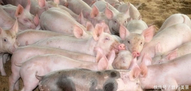  「强国」世界养猪“第一”强国：两万头猪仅需三个人，就可以完
