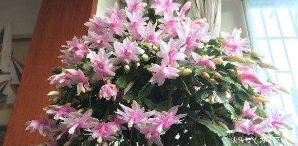 「仙人掌科」3种“便宜花”这样养一养,一年变“老桩”,开花千朵还“镇宅”