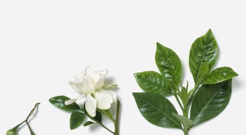  栀子花：花卉也有“喜好”，栀子花满足这“五点喜好”，也能开出洁白好花