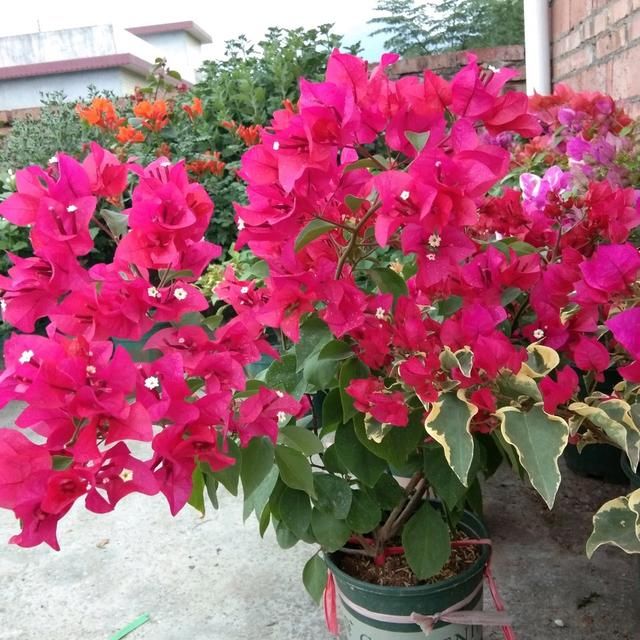  #植株#三角梅1朵都不开，叶子嗖嗖冒？赶紧用3招，15天就开花