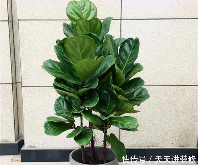 【花盆】琴叶榕有3怕,难怪叶片瘦小还发黄,学会了叶子肥大,四季常青