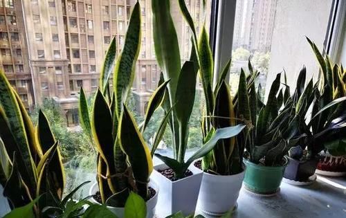  #虎皮#对家里的虎皮兰使上两招,叶片翠绿肥厚不黄叶