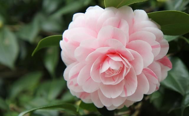 「妖娆」喜欢在家中养护花卉,5种花卉漂亮妖娆,开花量繁多,花色艳,美