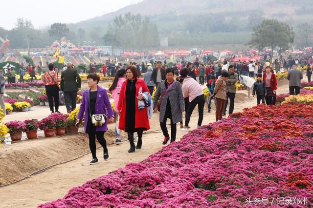 郑州一村庄500亩菊花满山绽放 对外免费游客爆棚